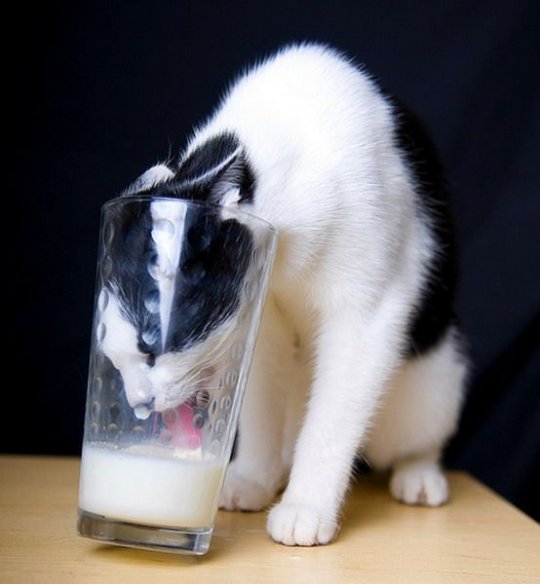 cat glass