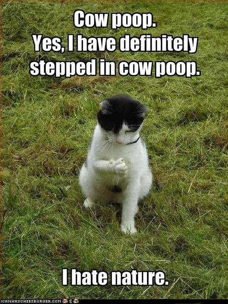 cow poop