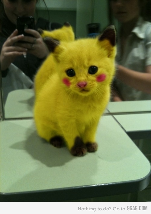 pokecat