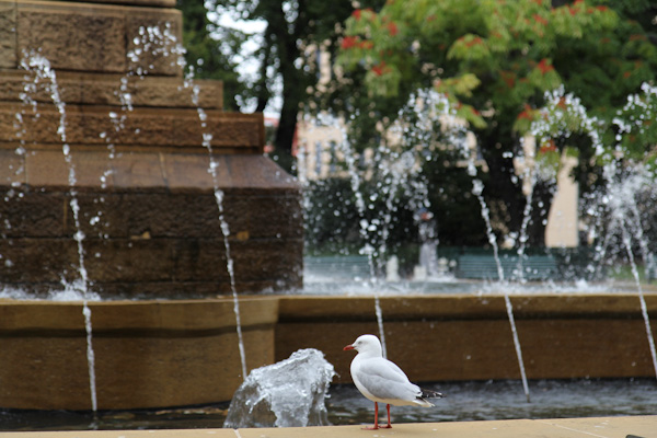 seagull and fountain